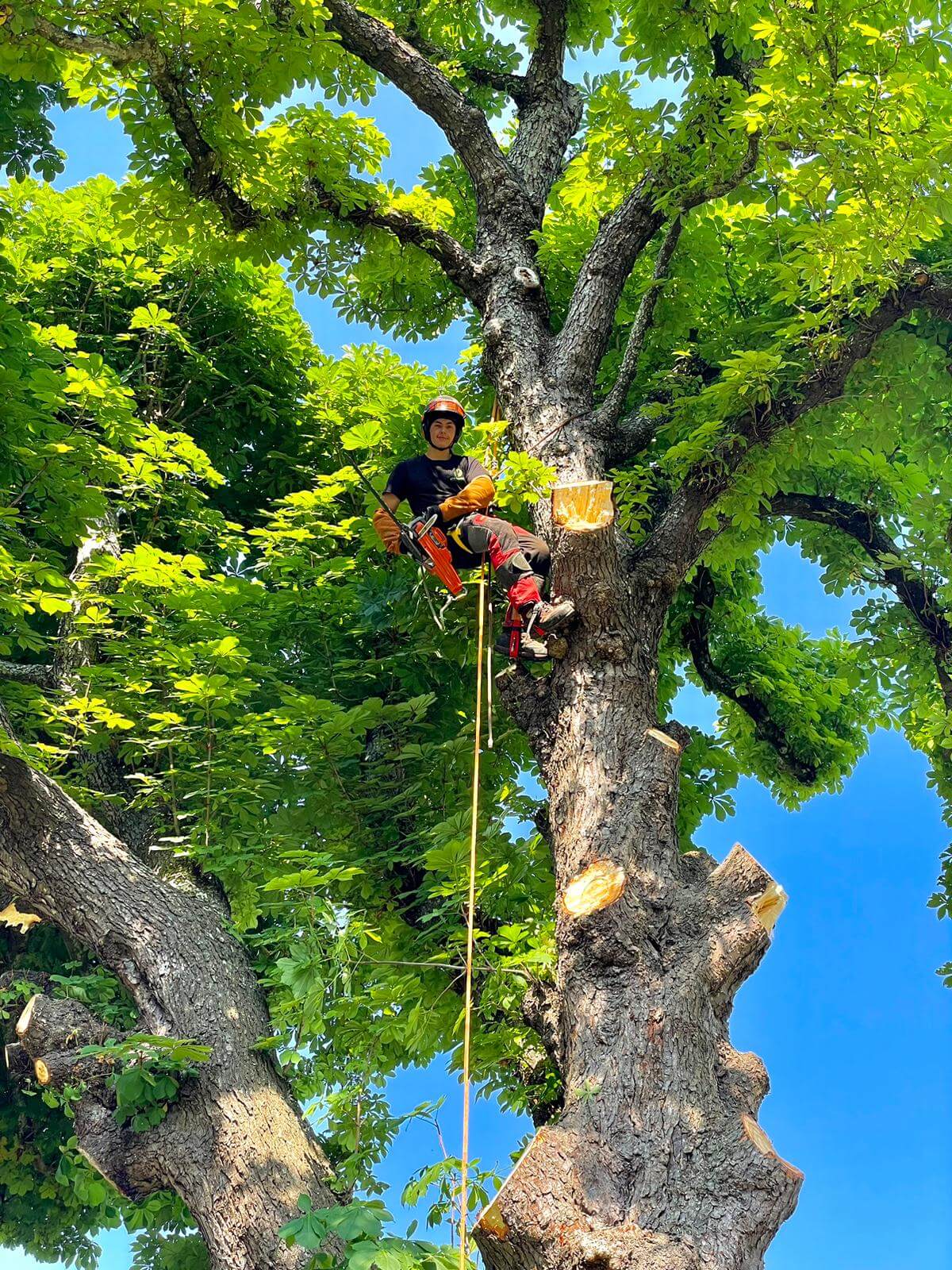 ABATTAGE DEMONTAGE MARRONNIER Elagage dans le 17-Abattage d'arbres-Rognage de souche